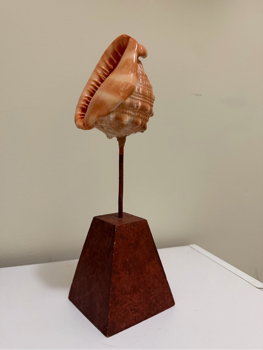 Large 13” Queen Conch Shell Vintage On Display Coastal Beach Decor Nautical